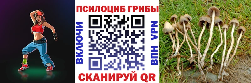 где купить наркоту  Каменногорск  Псилоцибиновые грибы Magic Shrooms 
